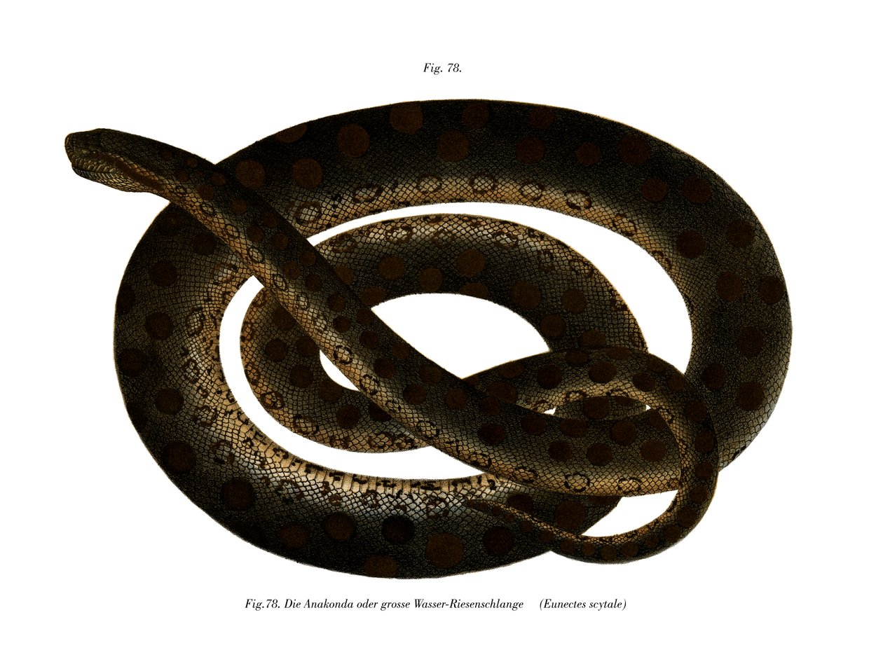 Anaconda (farve litho) af German School