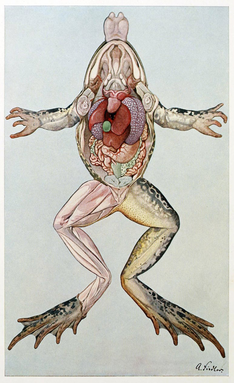 Anatomisk tværsnit af en hunfrø, fra Brehms Tierleben, pub. 1860