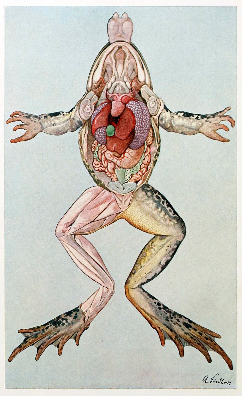 Anatomisk tværsnit af en hunfrø, fra Brehms Tierleben, pub. 1860