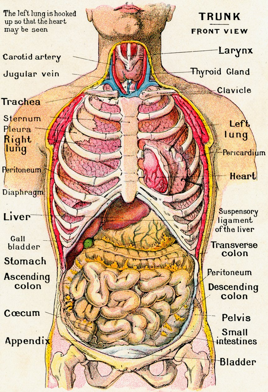 Anatomisk syn på den menneskelige torso af German School