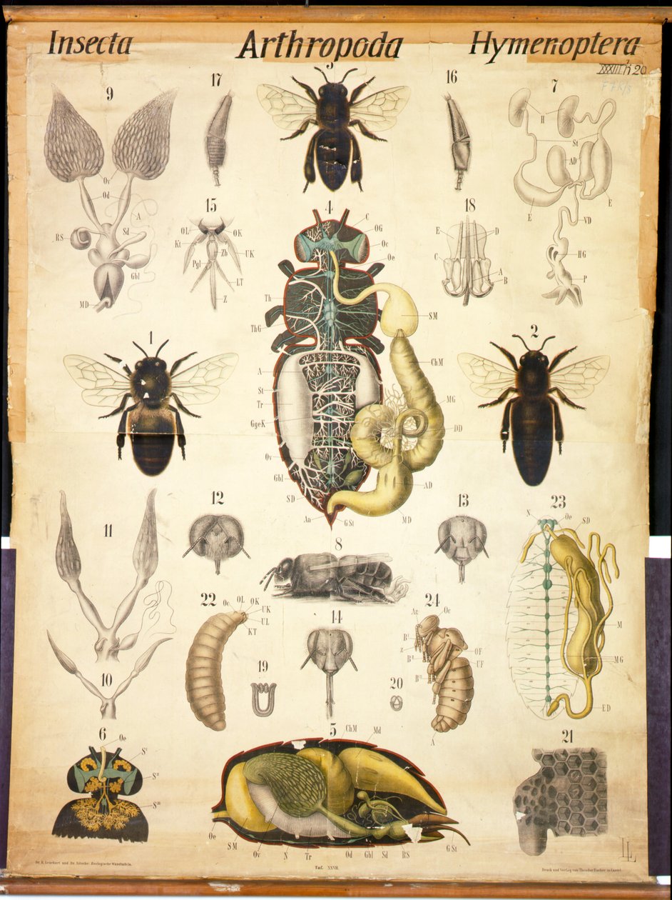 Anatomy of the Apis, nr. XXVII, Leuckarts zoologiske vægkort, 1877-98 af German School
