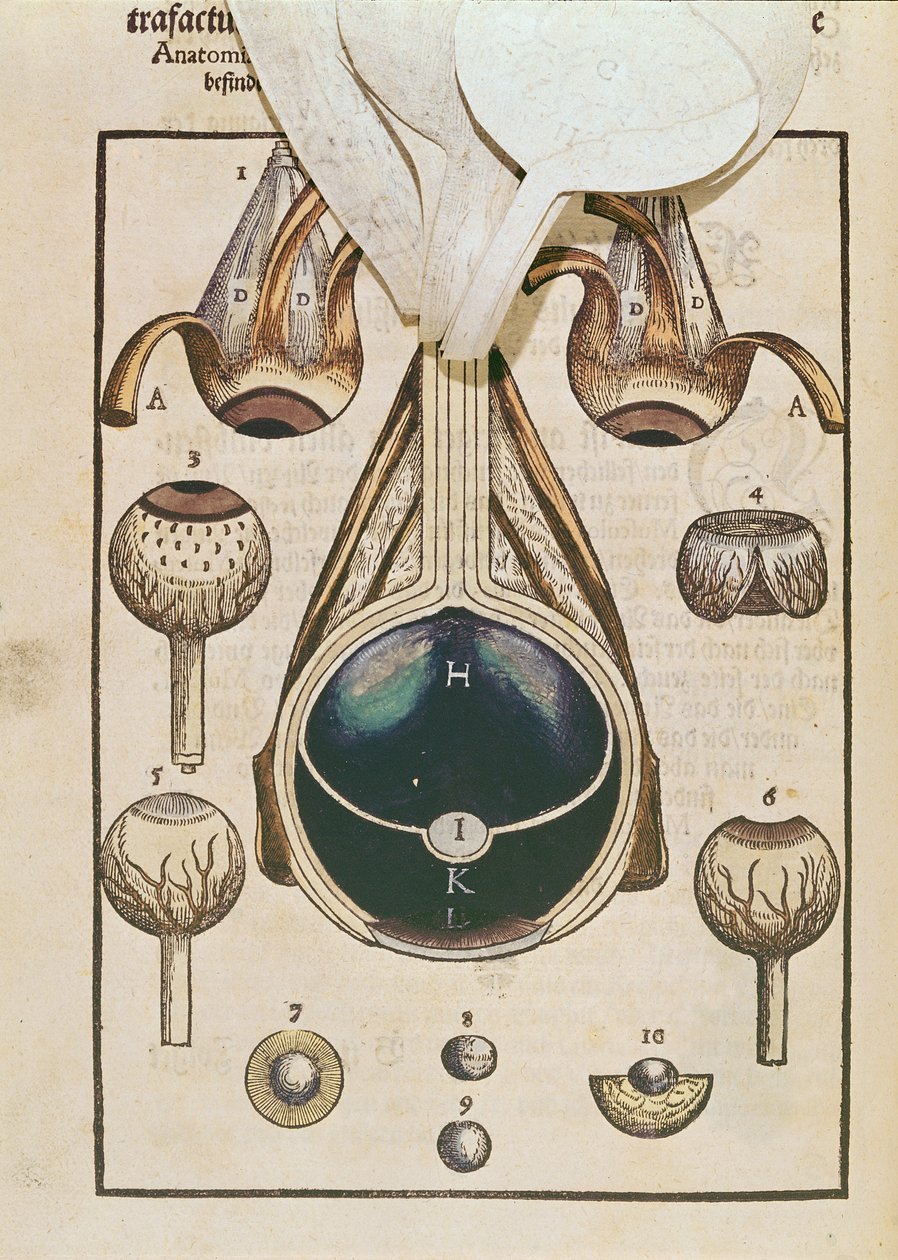 Øjets anatomi, fra Ophthalmodouleia af Georg Bartisch (1535-1636) udgivet i Dresden i 1583 (træblok i farver) (se også 236711) af German School