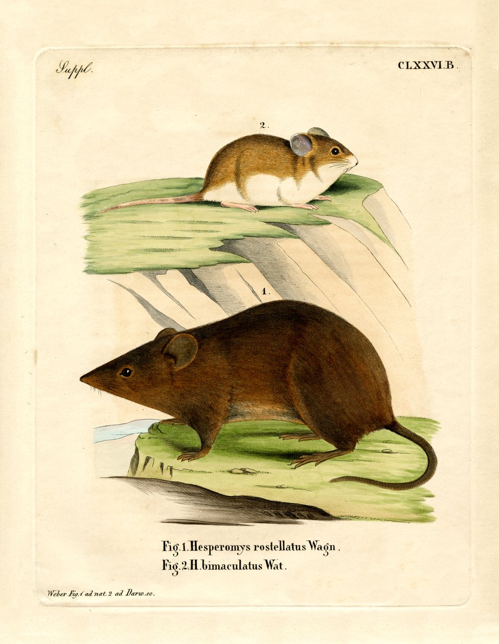 Andean Versper Mouse (farvet gravering) af German School