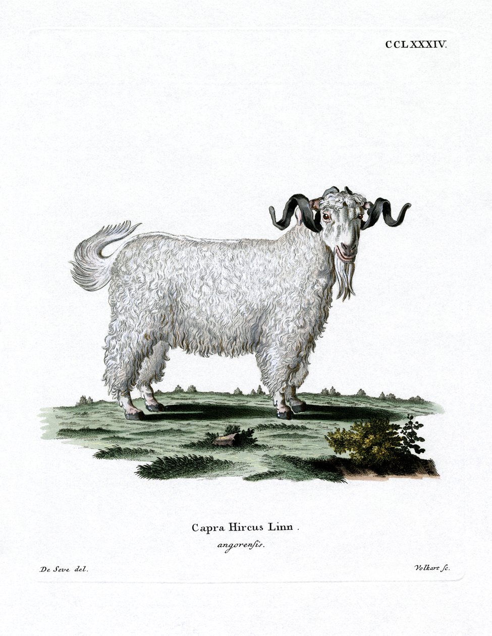 Angora ged (farvet gravering) af German School