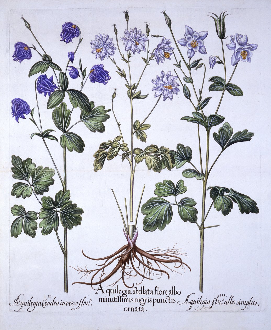 Aquilegia, fra Hortus Eystettensis, af Basil Besler (1561-1629), pub. 1613 (håndfarvet gravering) af German School