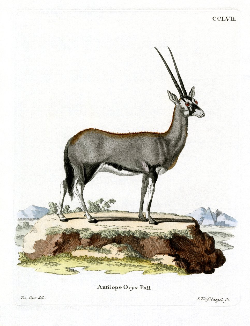 Arabian Oryx (farvet gravering) af German School