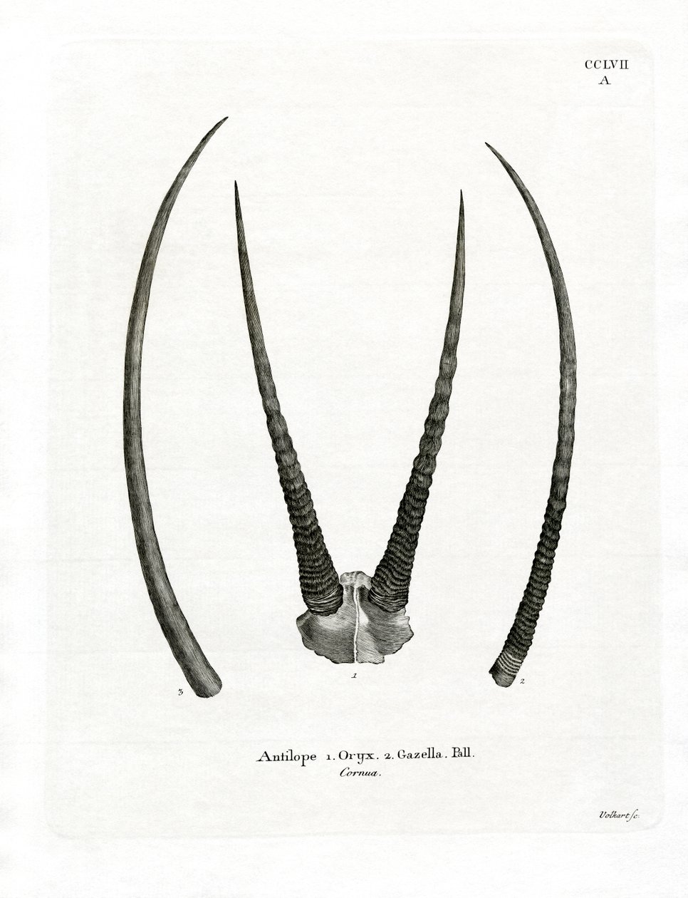 Arabiske Oryx-horn (farvet gravering) af German School