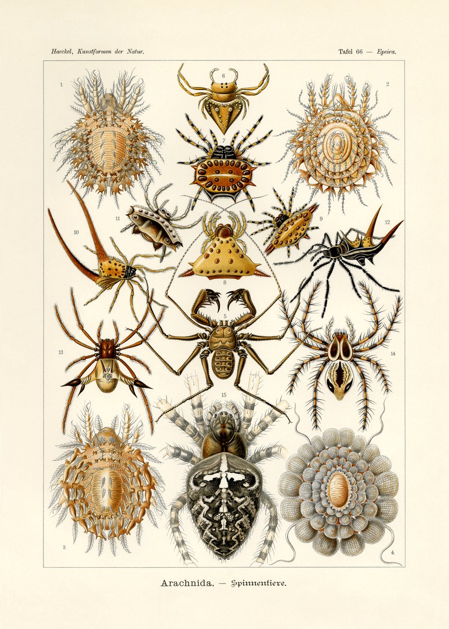 Arachnida, 1899-1904 af German School