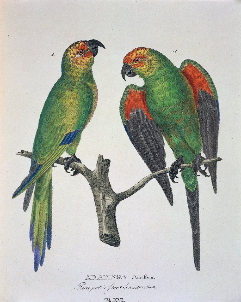 Aratinga Aurifrons (han og hun), tabel XVI fra 