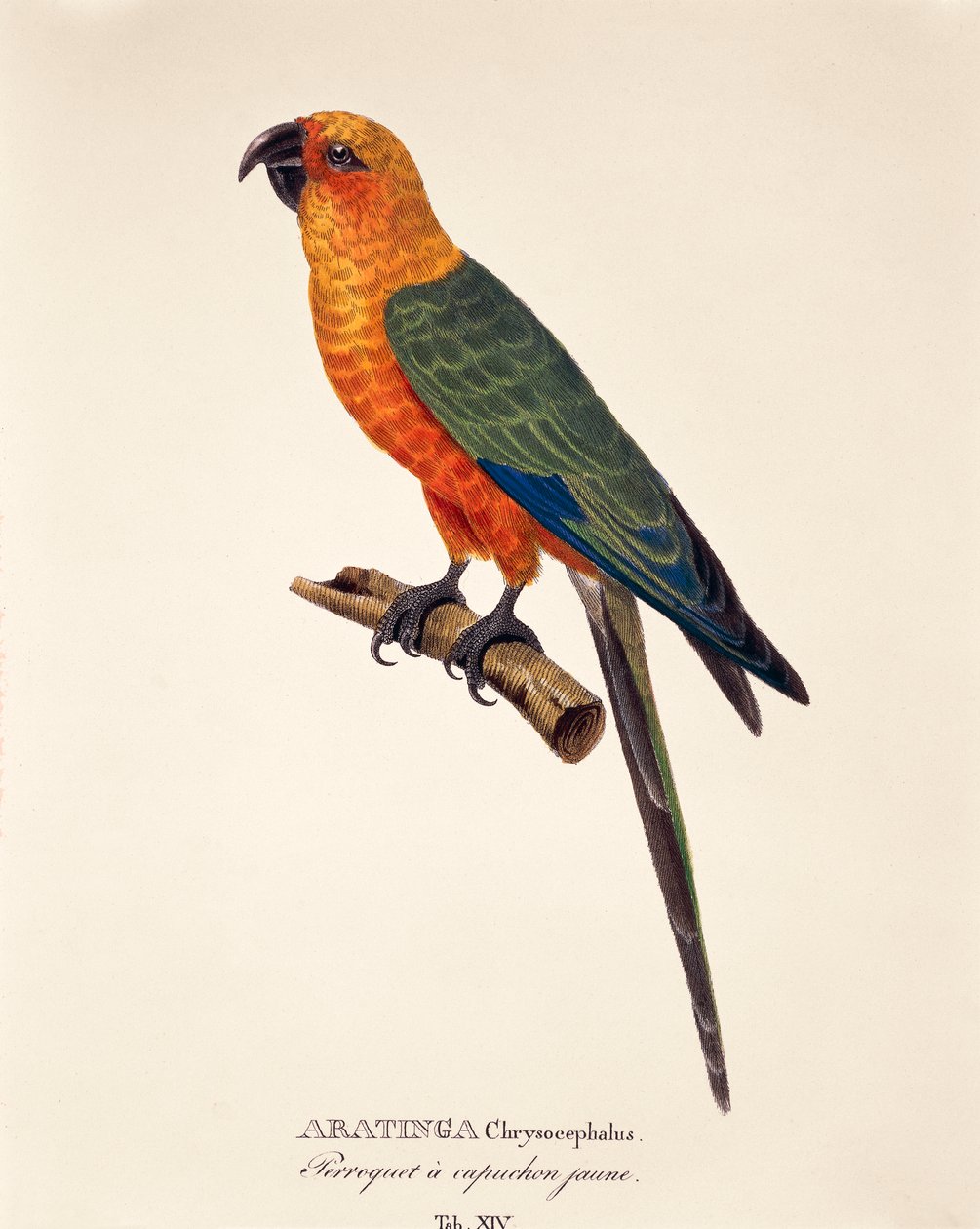 Aratinga Chrysocephalus, tabel XIV fra 