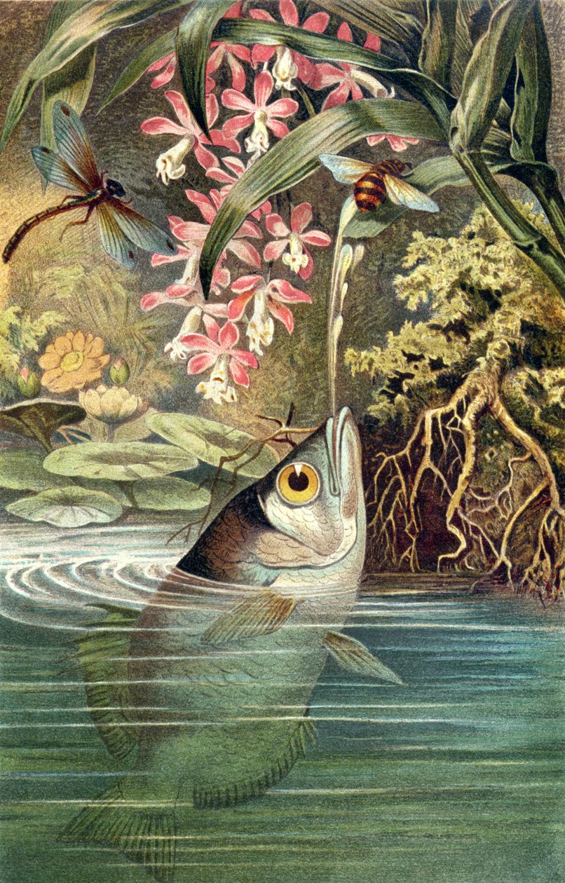 Archerfish, tallerken fra Brehms Animal Life: General Knowledge of the Animal Kingdom, bind 8, s.49, udgivet af Bibliografisk Institut, 1892 af German School