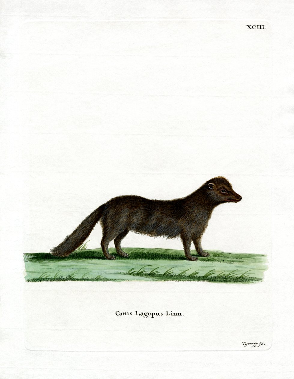 Arctic Fox (farvet gravering) af German School