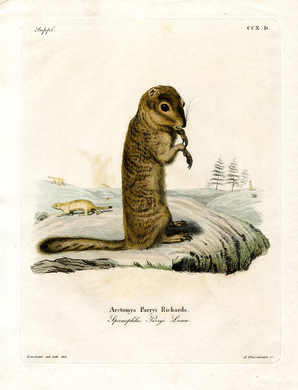 Arctic Ground Squirrel (farvet gravering) af German School
