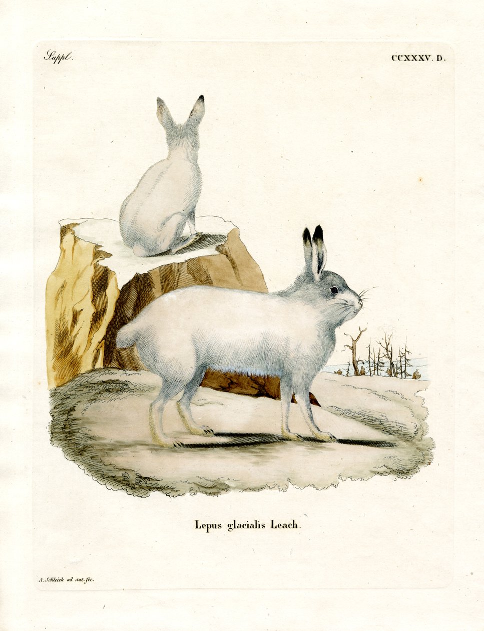Arctic Hare (farvet indgravering) af German School