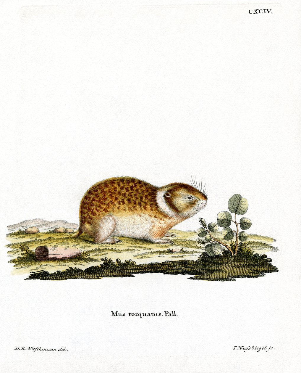 Arctic Lemming (farvet gravering) af German School