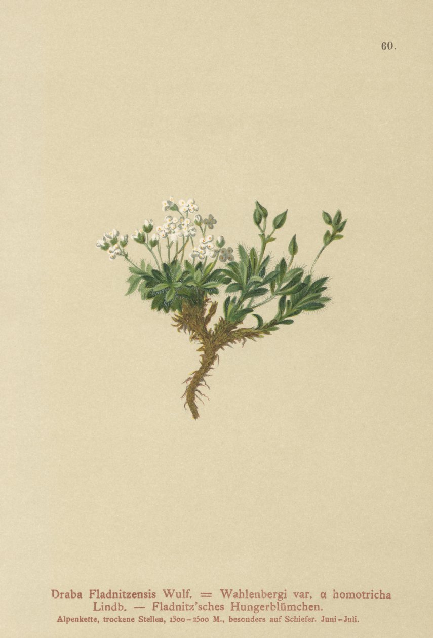 Arktisk draba (Draba Fladnitzensis, Draba altaica, Draba Wahlenbergi) af German School