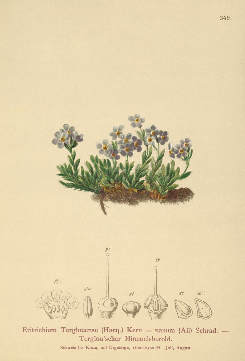 Arktisk forglemmigej (Eritrichium nanum, Eritrichium Terglouense) af German School