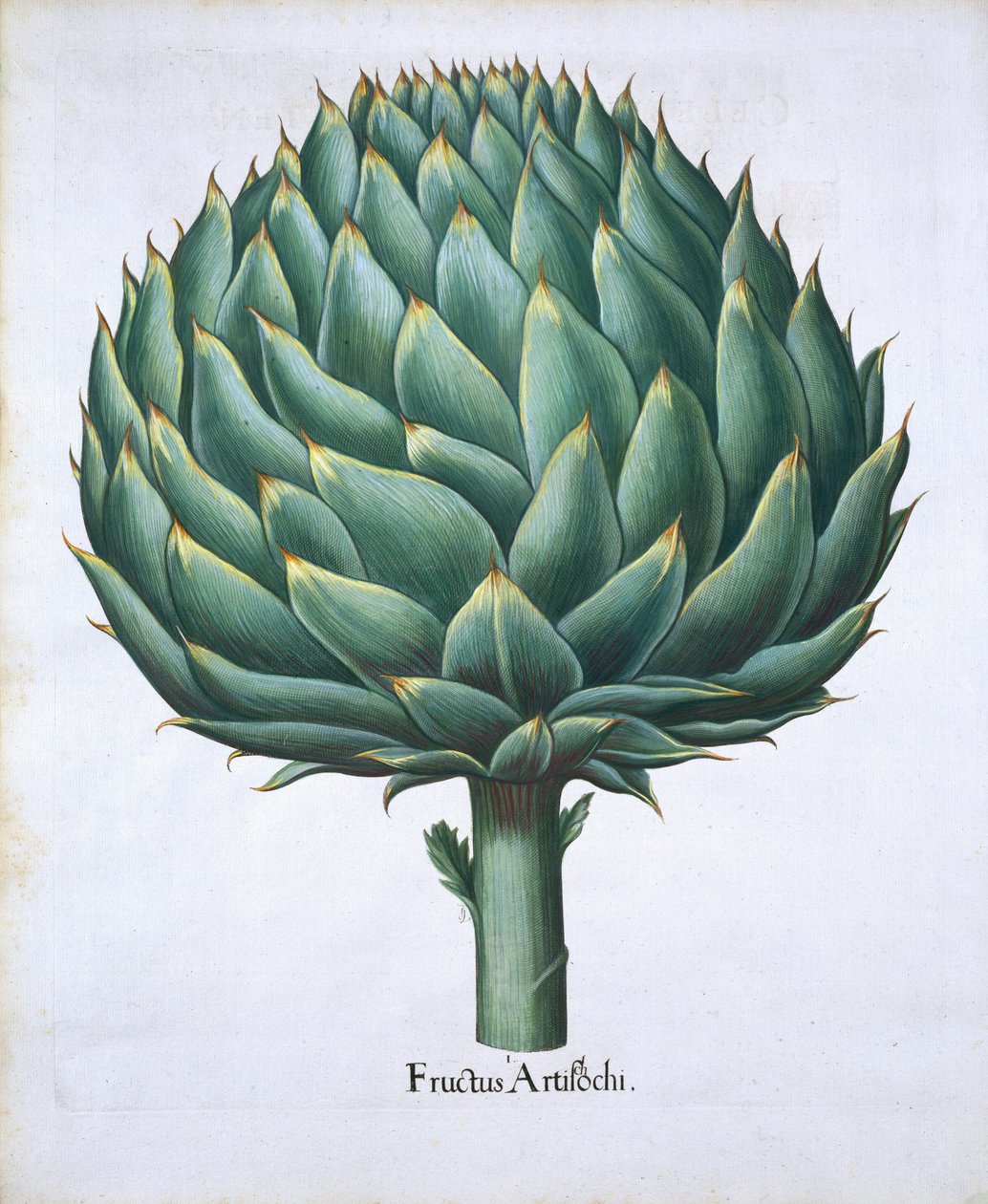 Artiskok fra Hortus Eystettensis af Basil Besler (1561-1629) pub. 1613 (håndfarvet gravering) af German School
