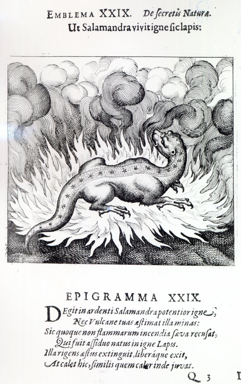 Som Salamanderen lever i ild, så også Stenen, Emblem XXIX fra Atalanta fugiens af Michael Maier, 1617 af German School