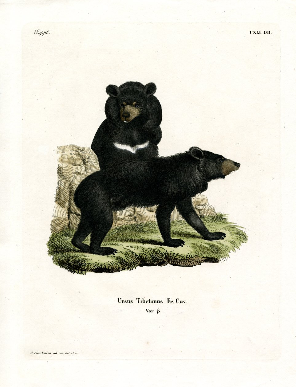 Asian Black Bear (farvet gravering) af German School
