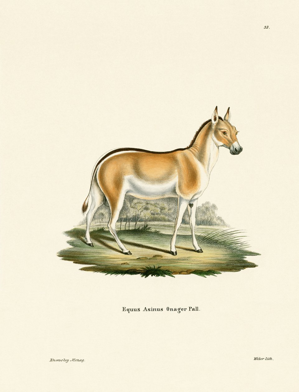 Asian Wild Ass (farvet gravering) af German School