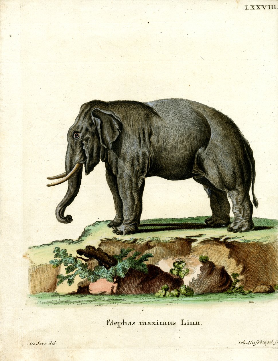 Asiatisk elefant (farvet gravering) af German School
