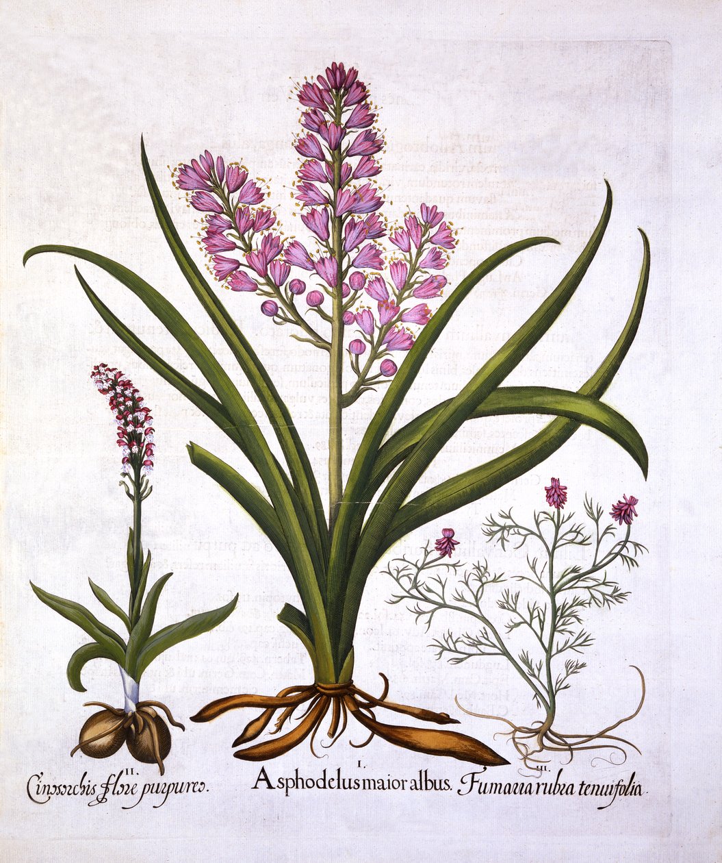 Asphodel, Burnt Orchid og Fumaria Spicata, fra Hortus Eystettensis, af Basil Besler (1561-1629), pub. 1613 (håndfarvet gravering) af German School