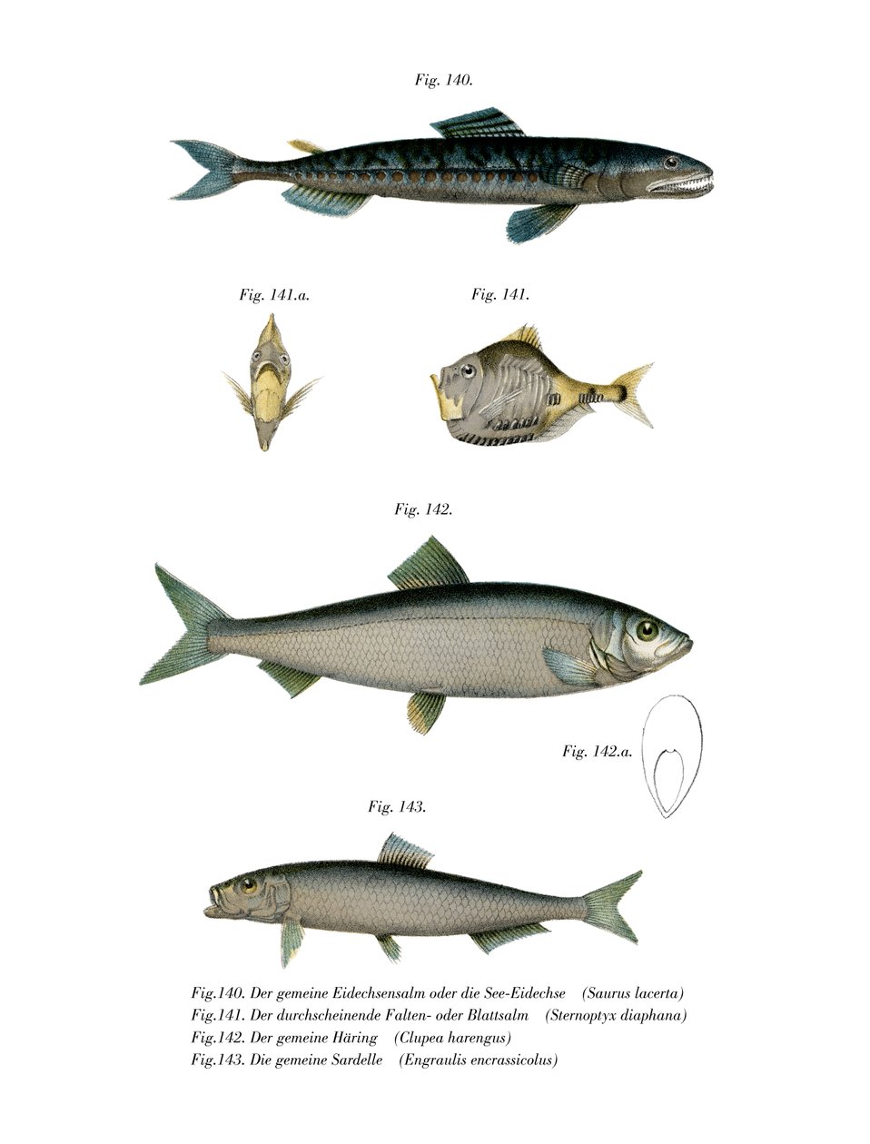 Atlantic Saury (farve litho) af German School