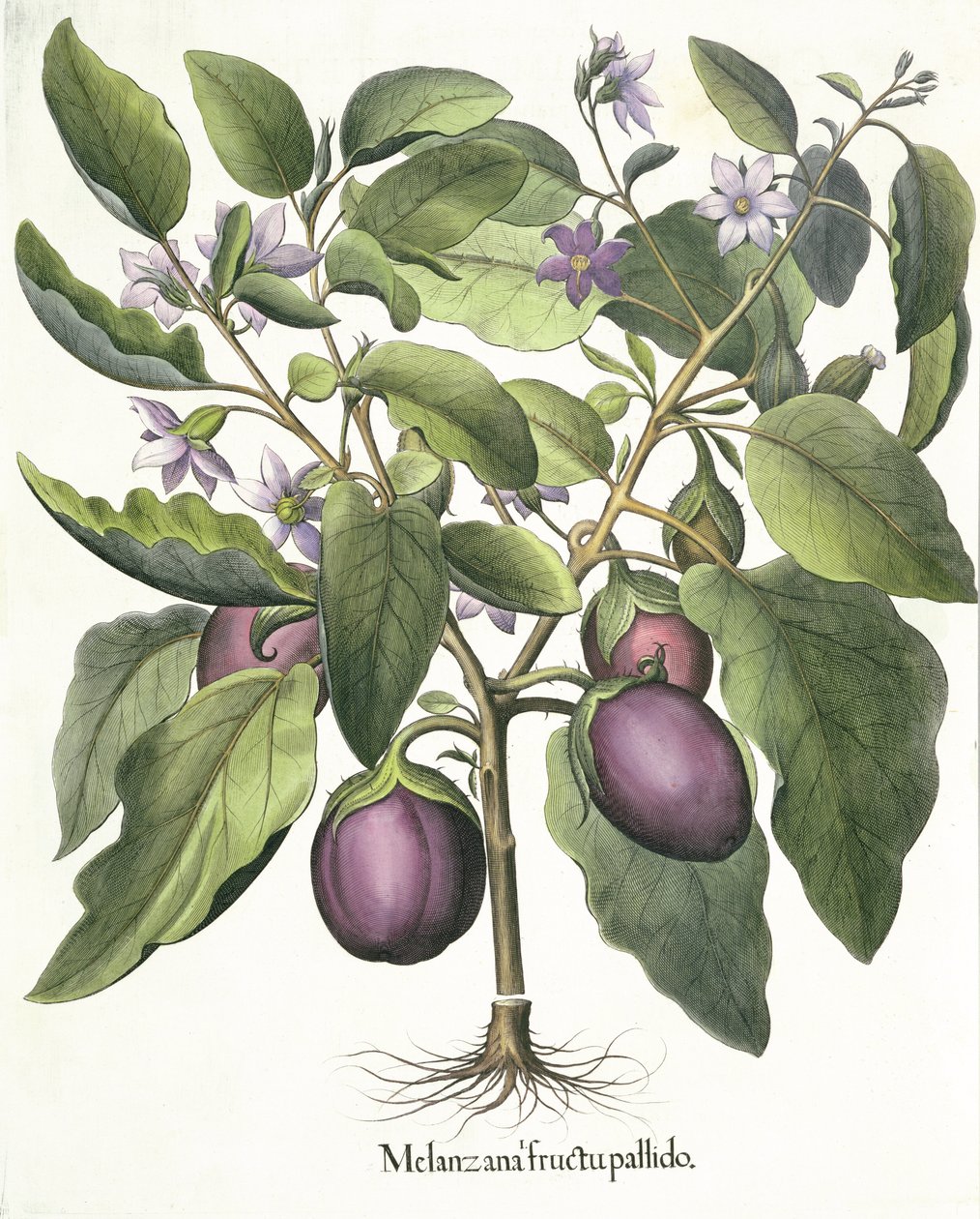 Aubergine: Melanzana bleg frugt, fra Hortus Eystettensis af Basil Besler (1561-1629), pub. 1613 af German School
