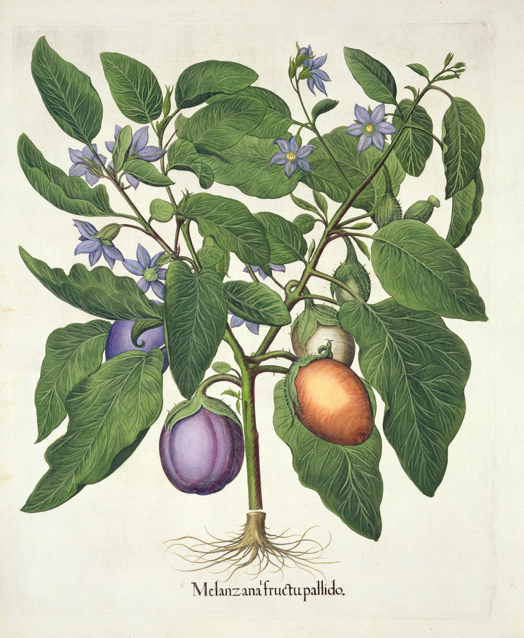 Aubergine: Melanzana fructu pallido, fra Hortus Eystettensis af Basil Besler (1561-1629), pub. 1613 (håndfarvet gravering) af German School