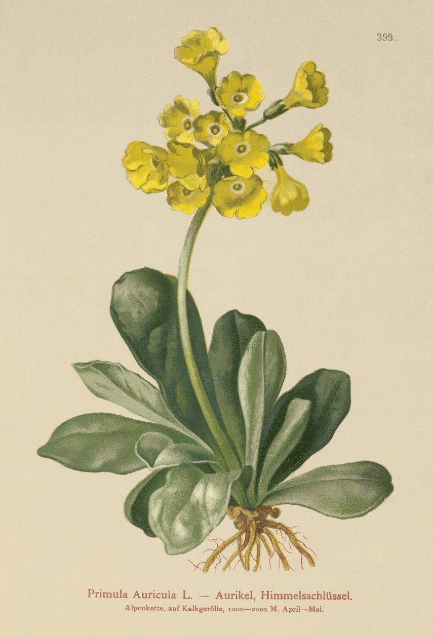 Auricula (Primula auricula) af German School