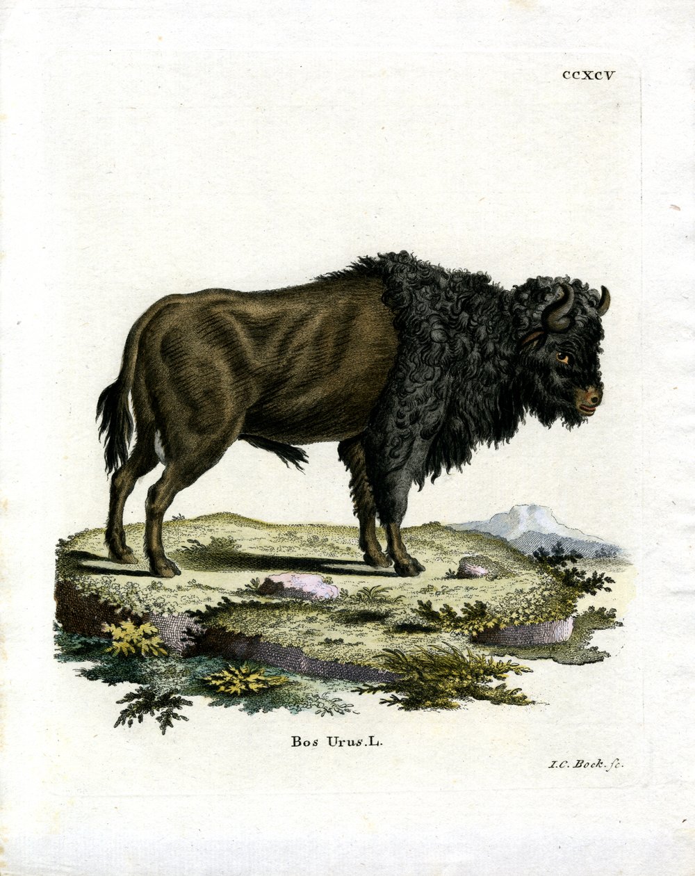 Urokser (farvet gravering) af German School