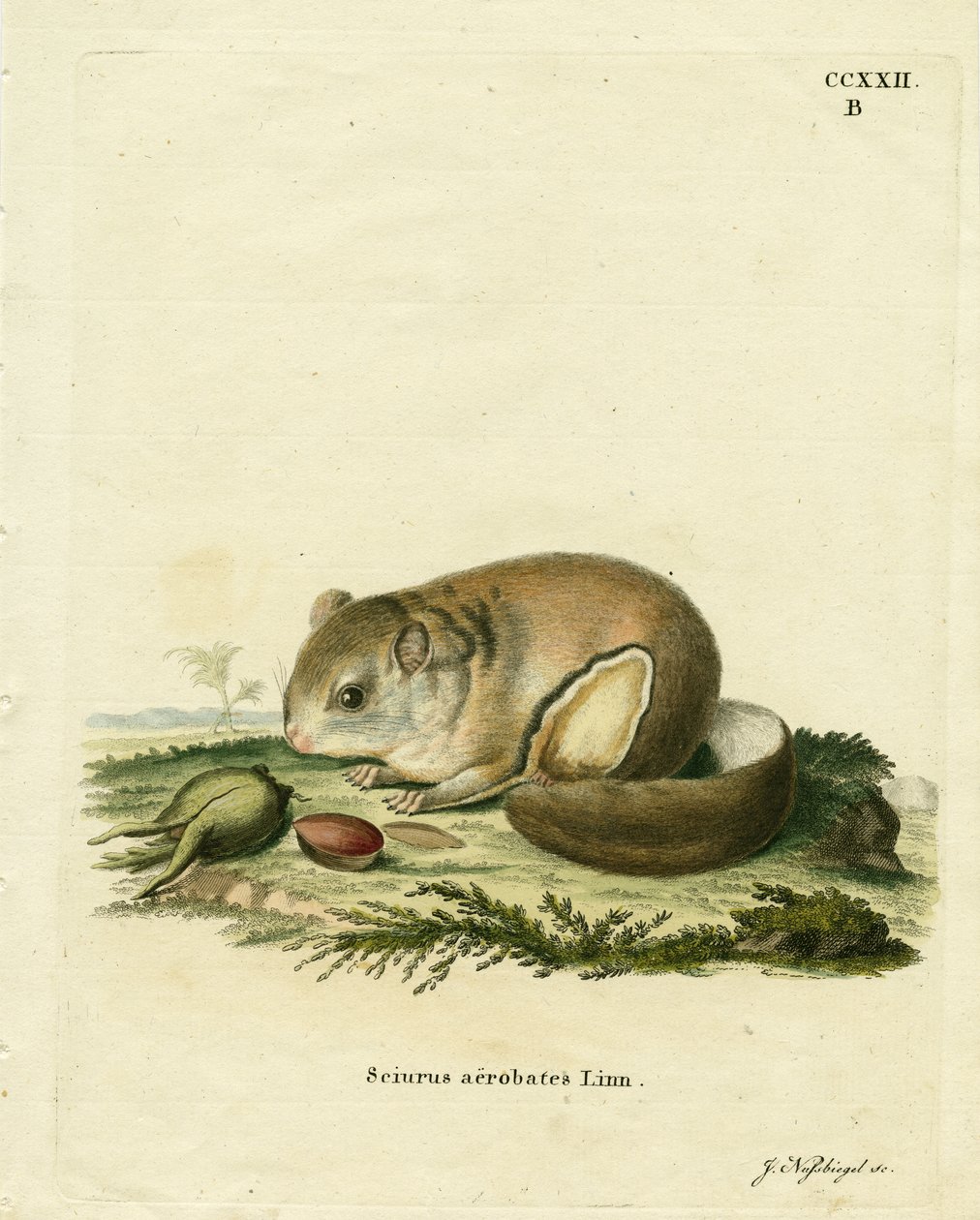 Australian Pygmy Flying Phalanger (farvet gravering) af German School