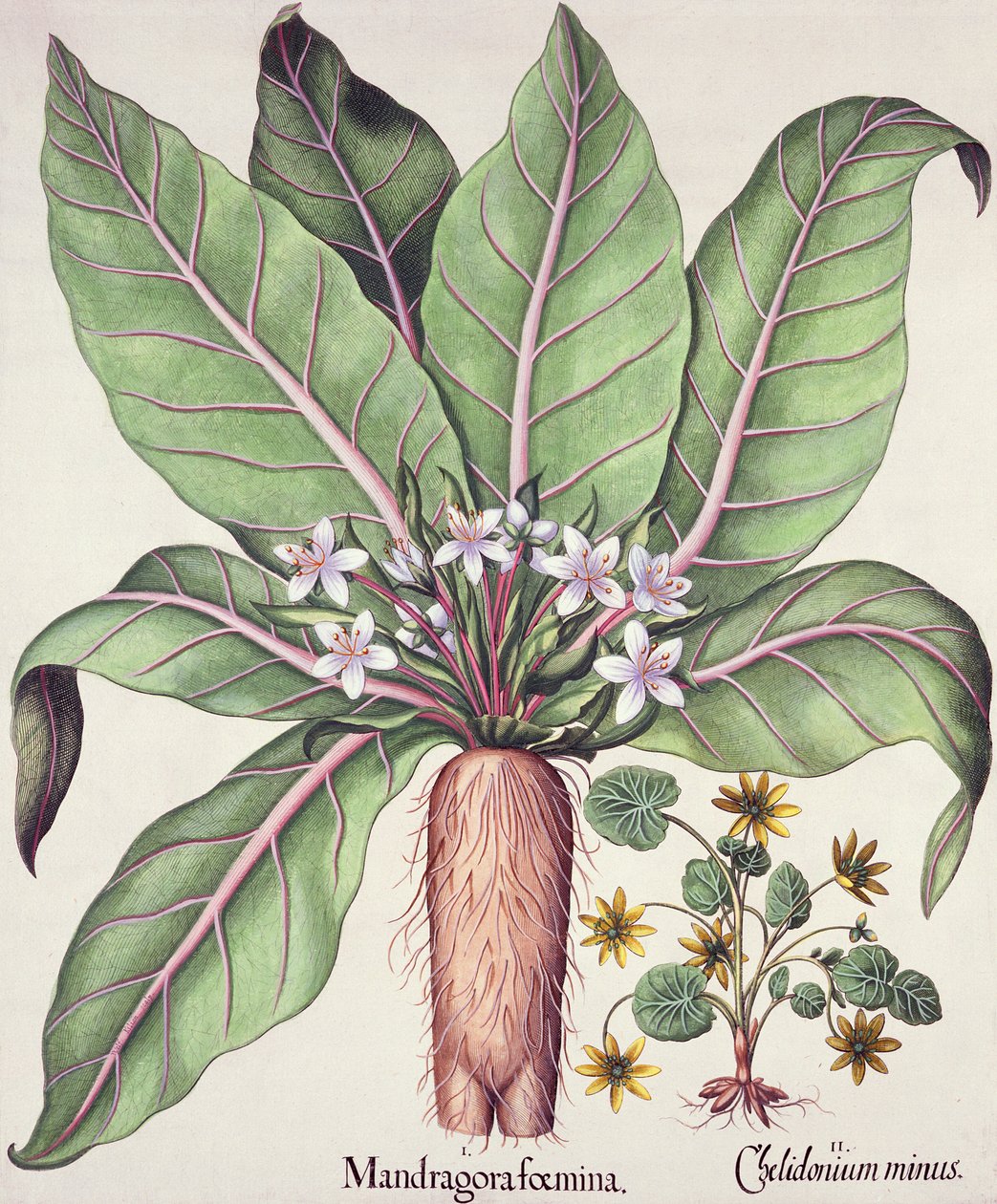 Autumn Mandrake, fra Hortus Eystettensis af Basil Besler (1561-1629) pub. 1613 (håndfarvet gravering) af German School