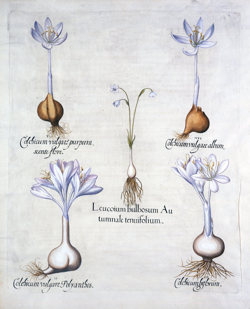 Autumn Snowflake and Meadow Saffrons, fra Hortus Eystettensis, af Basil Besler (1561-1629), pub. 1613 (håndkoloreret gravering) af German School