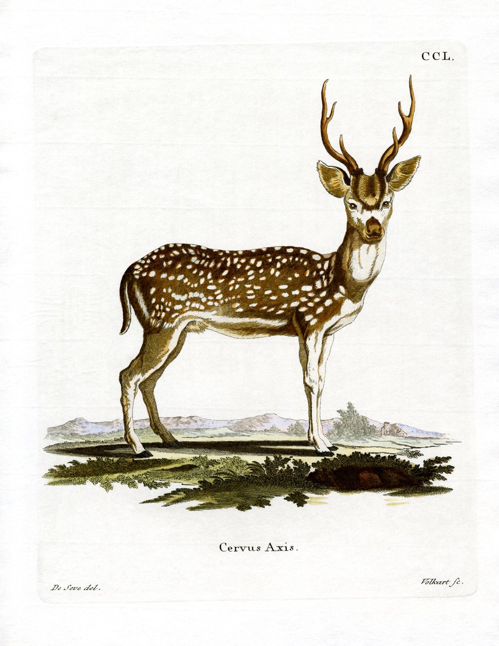Axis Deer (farvet gravering) af German School