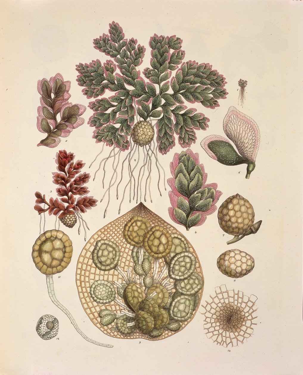 Azolla (vandbregner), bord 74 fra 