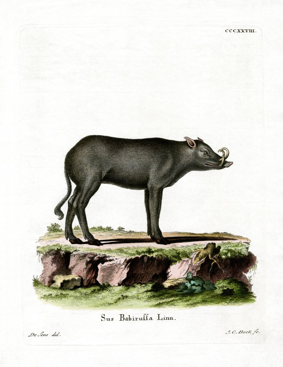 Babirusa (farvet gravering) af German School
