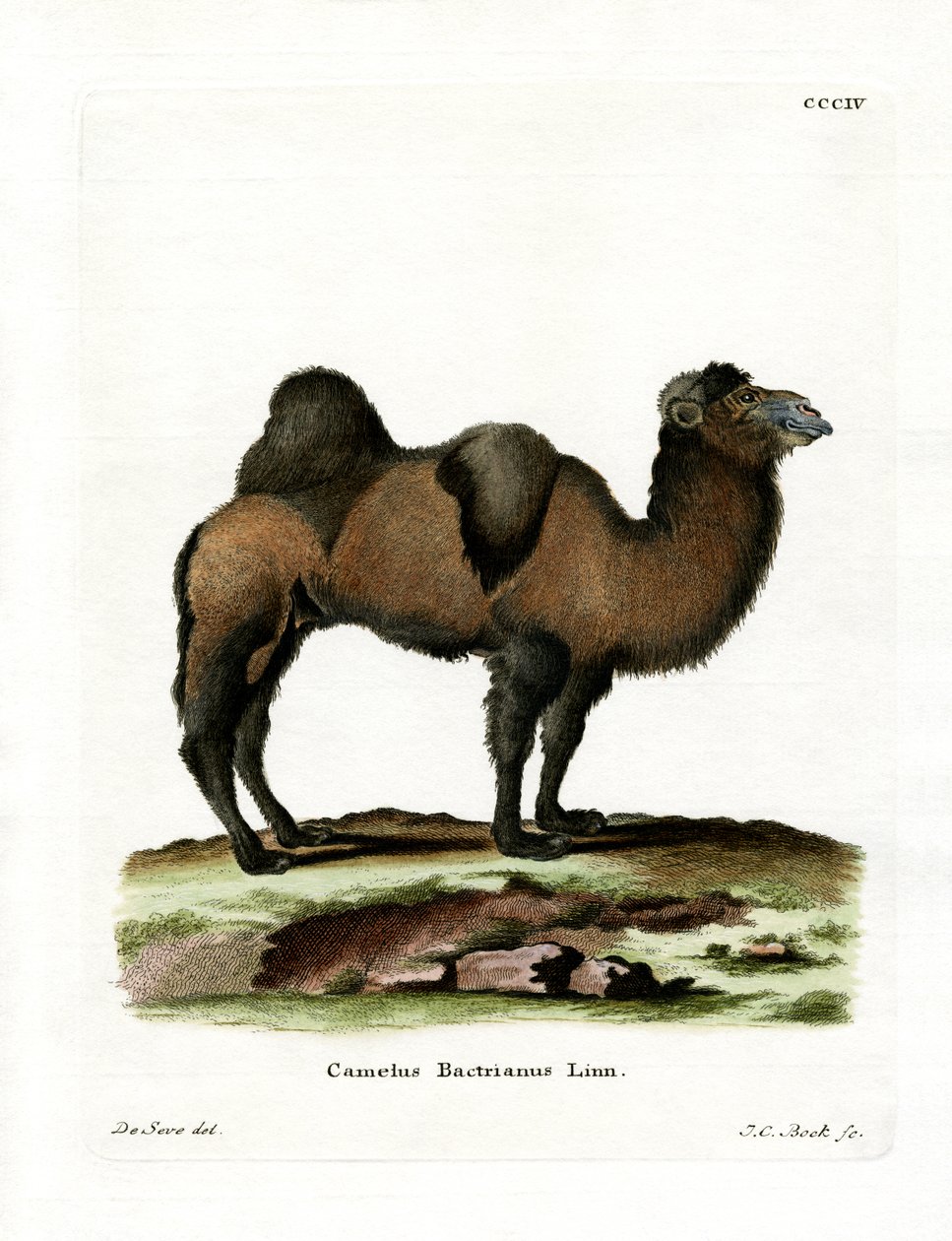 Bactrian Camel (farvet indgravering) af German School