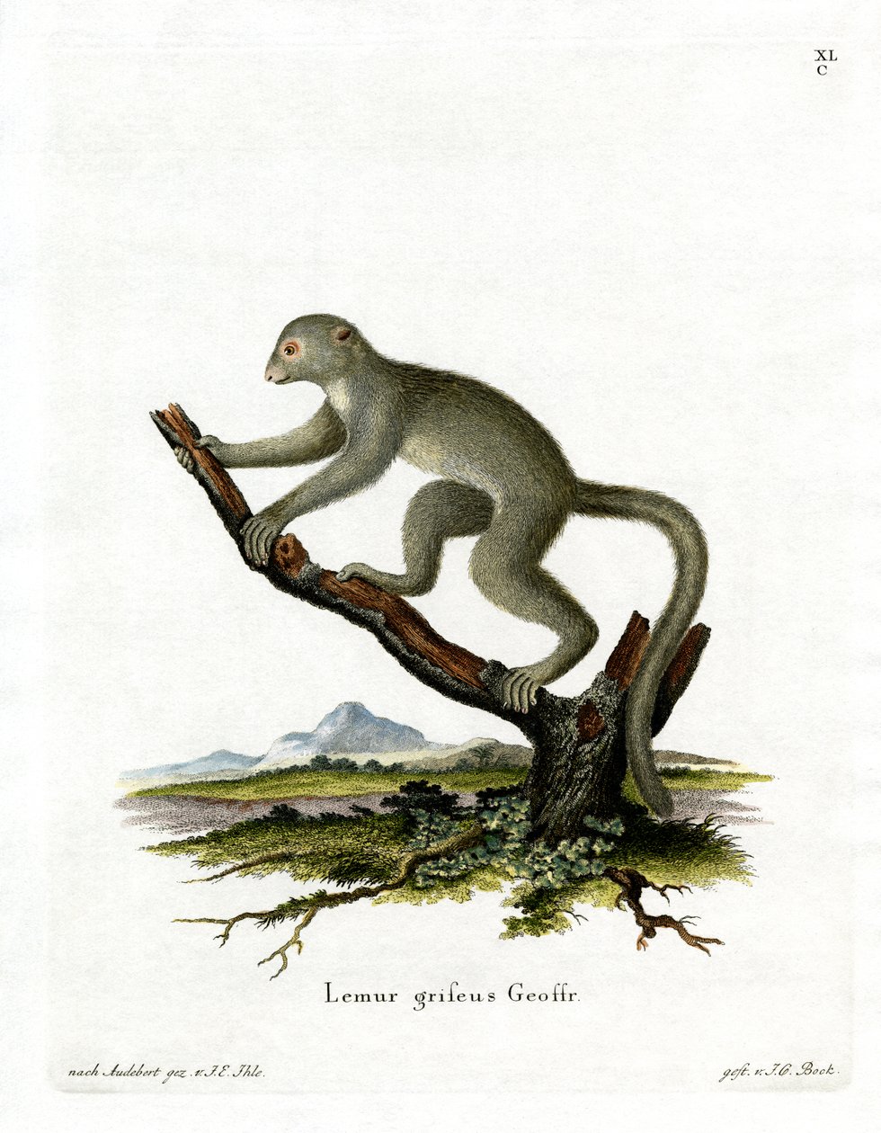 Bambus Lemur (farvet gravering) af German School