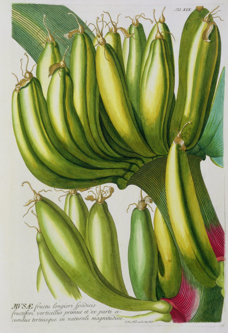 Banan, graveret af Johann Jakob Haid (1704-67) plade 19 fra en botanisk bog, pub. af Augustus Vind af German School