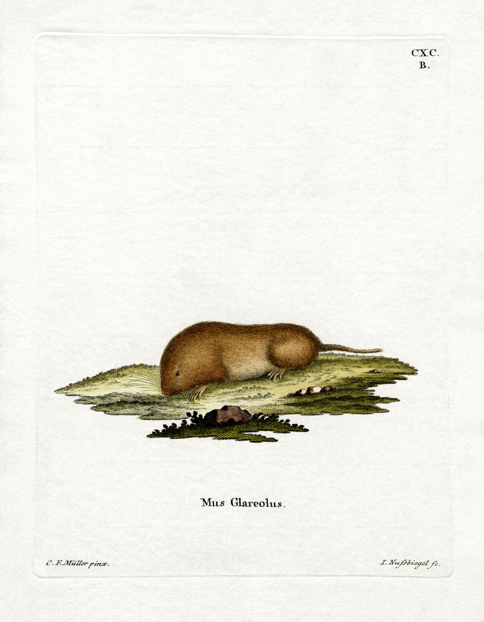 Bank Vole (farvet gravering) af German School