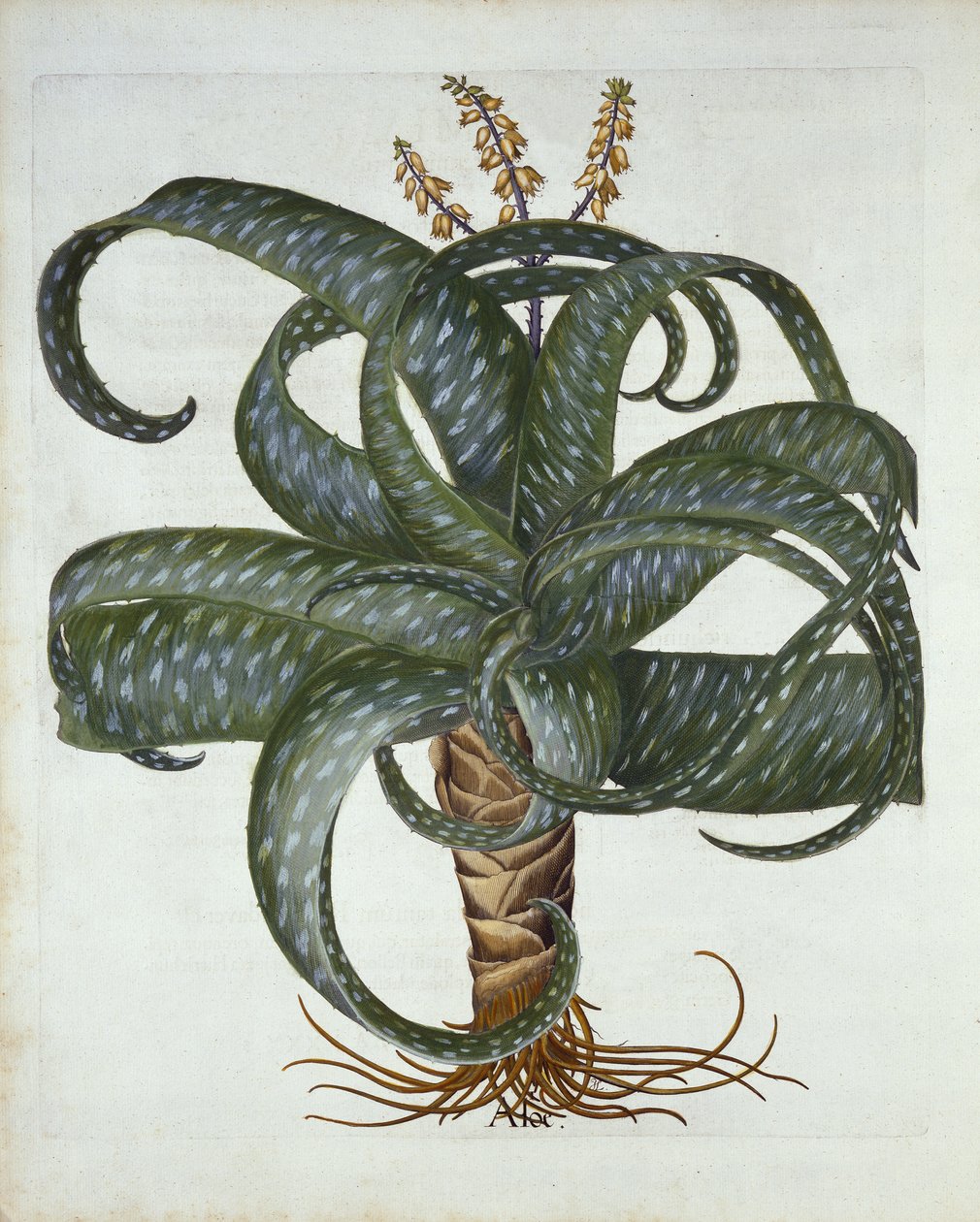 Barbados Aloe, fra Hortus Eystettensis, af Basil Besler (1561-1629) pub. 1613 af German School