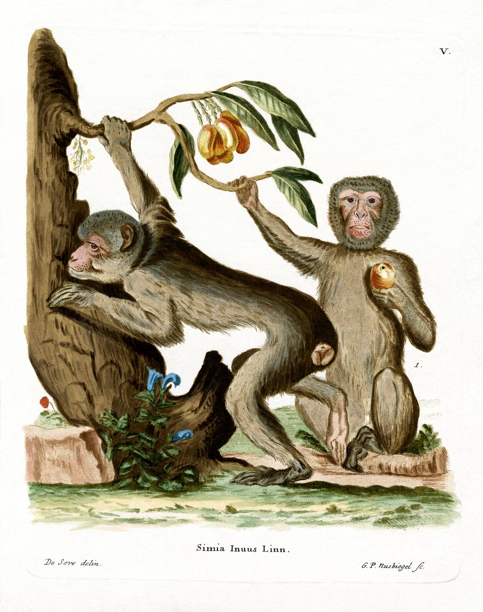 Barbary Ape (farvet gravering) af German School