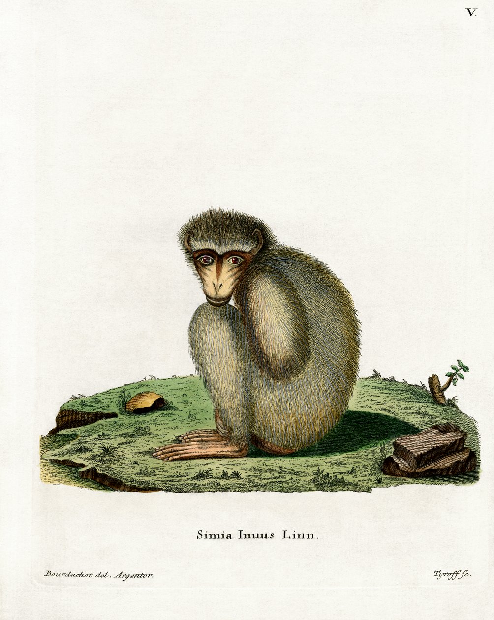Barbary Ape (farvet gravering) af German School