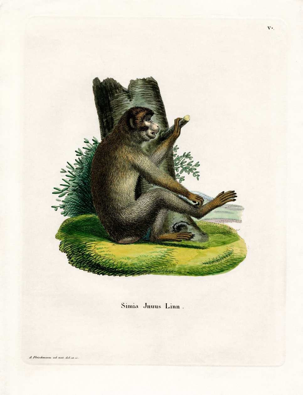 Barbary Ape (farvet gravering) af German School