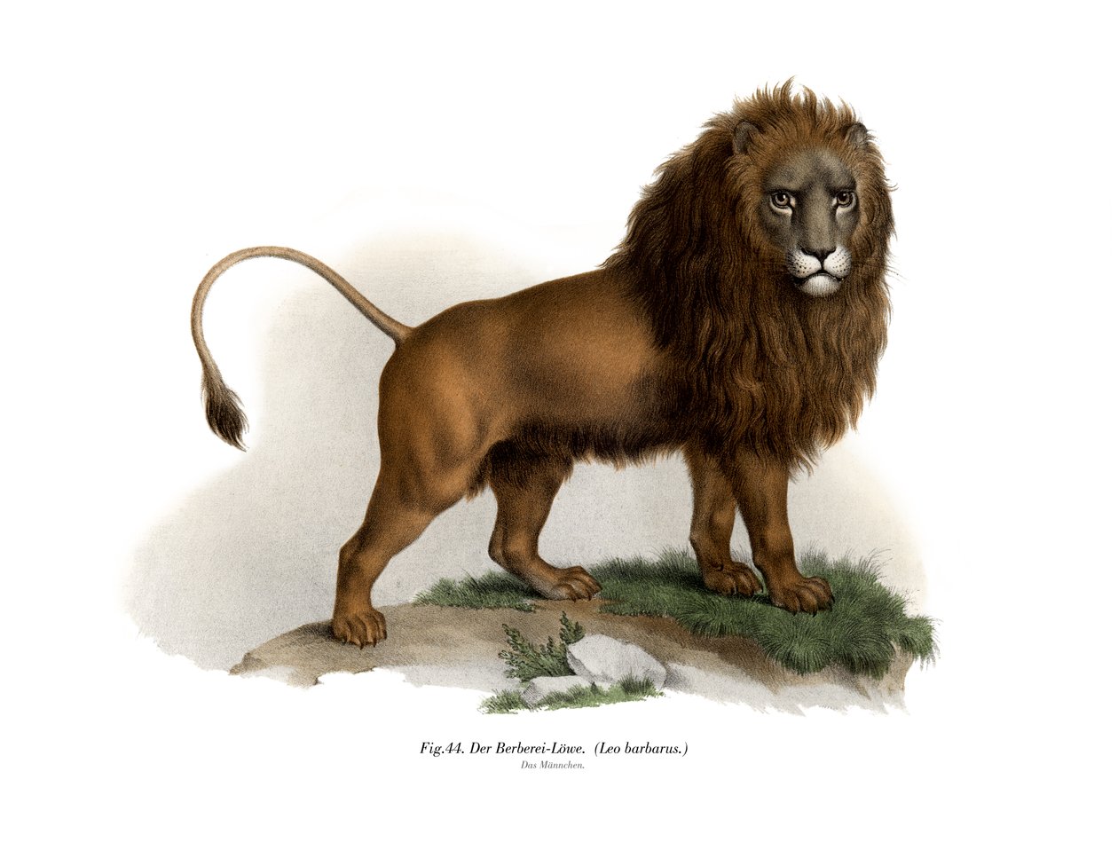 Barbary Lion, 1860 af German School