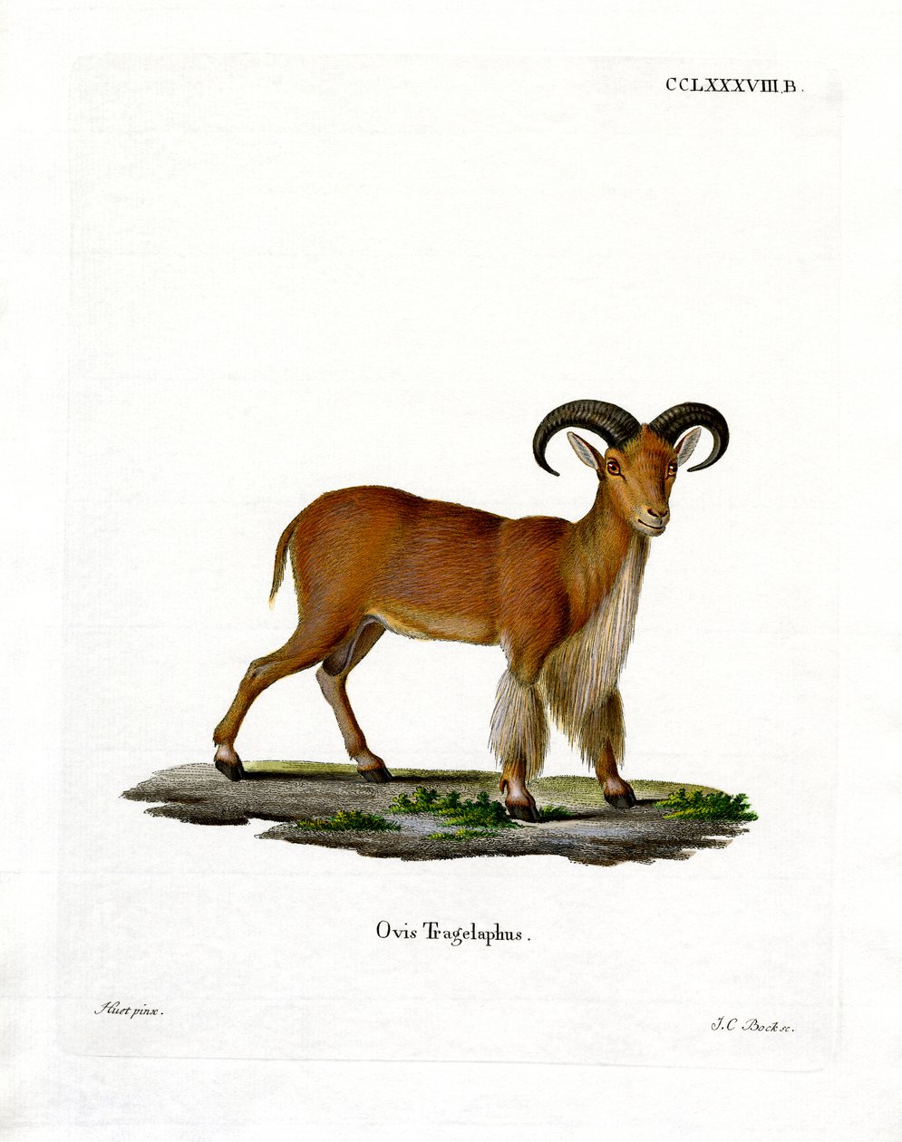 Barbary Sheep (farvet gravering) af German School
