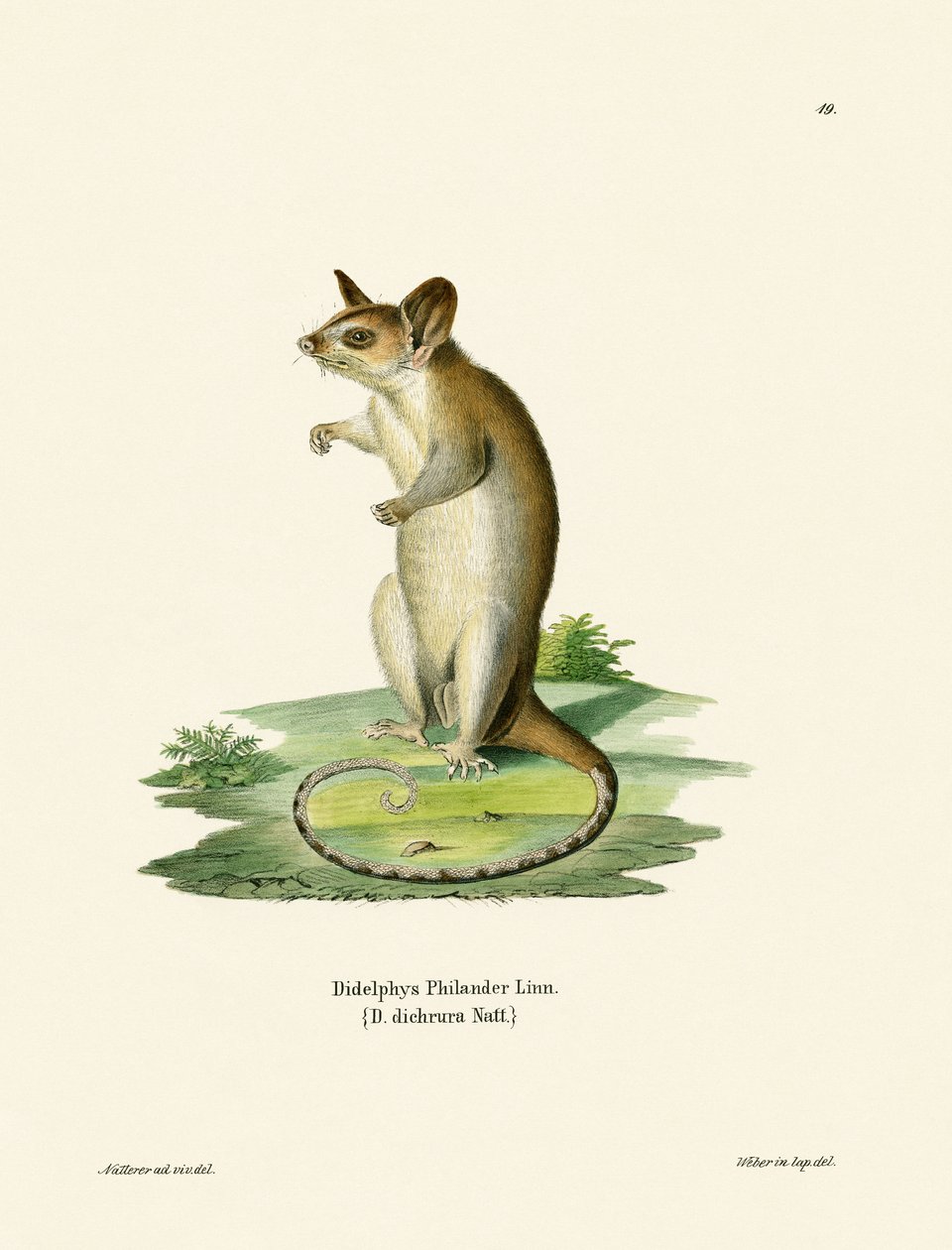 Bare-tailed Woolly Opossum (farvet gravering) af German School