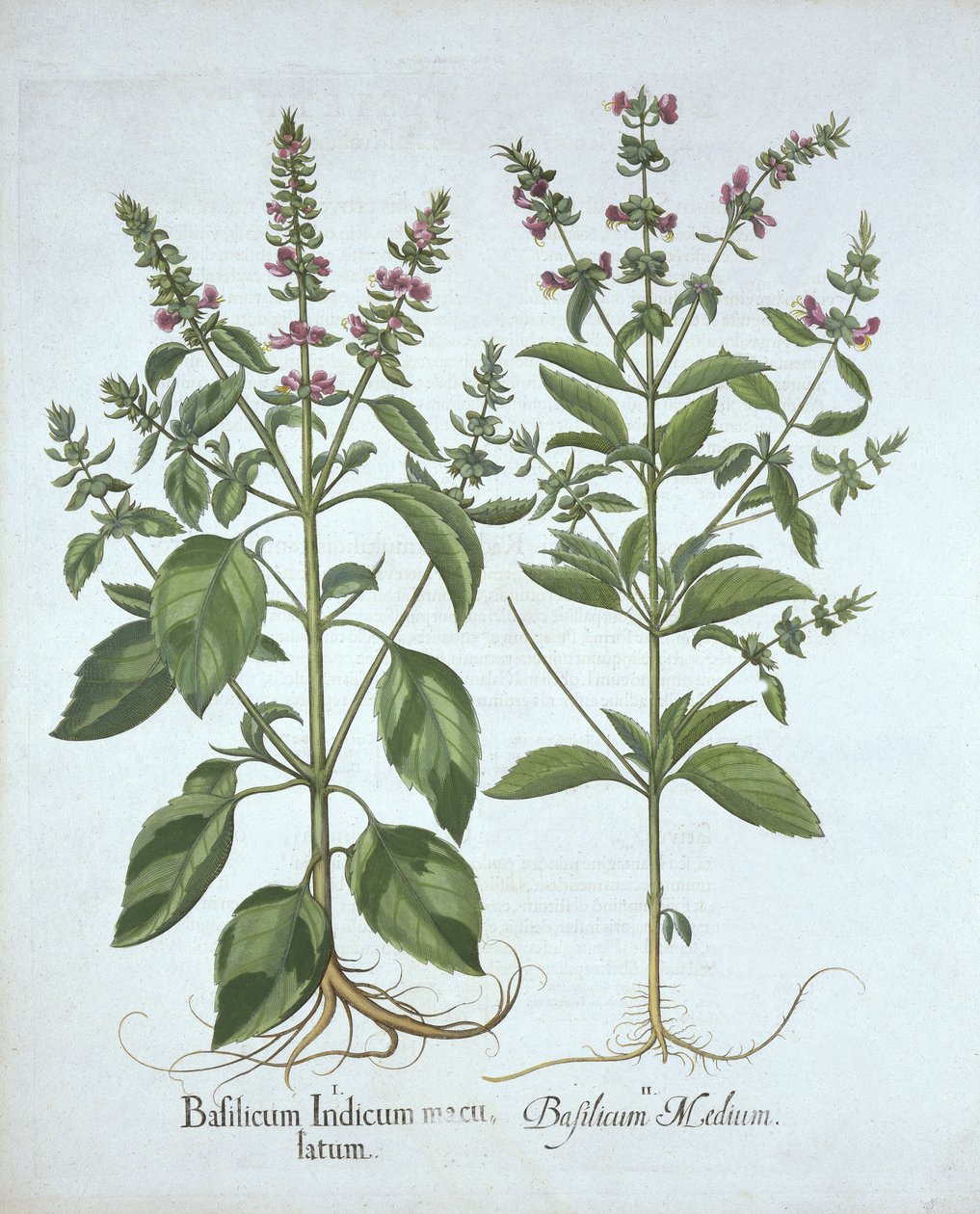 Basil, fra Hortus Eystettensis, af Basil Besler (1561-1629), pub. 1613 (håndkoloreret gravering) af German School